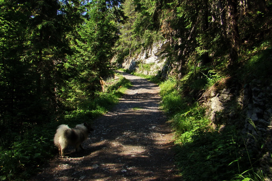 Sivý vrch z Jalovca (Západné Tatry)