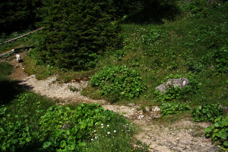 Sivý vrch z Jalovca (Západné Tatry)