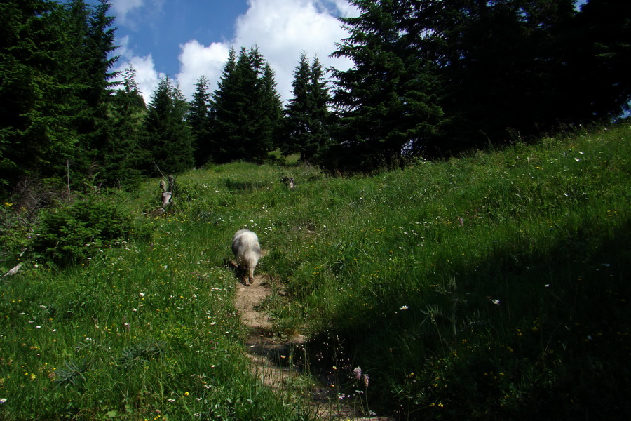 Sivý vrch z Jalovca (Západné Tatry)