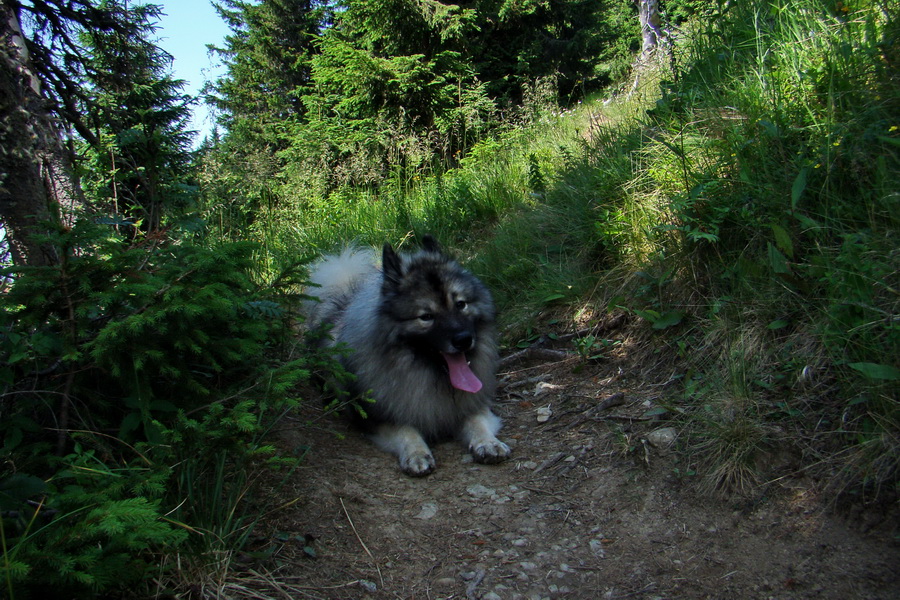 Sivý vrch z Jalovca (Západné Tatry)