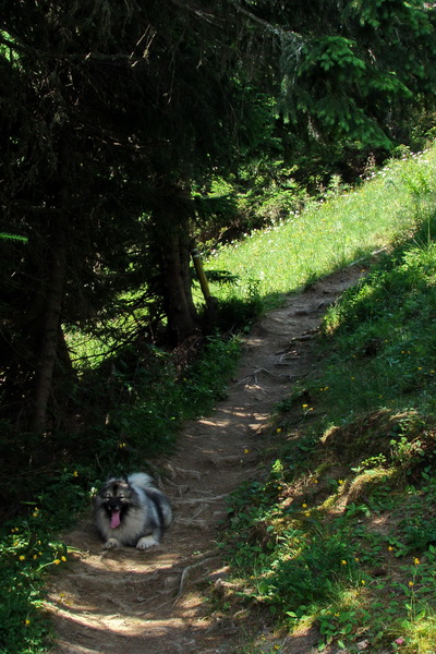 Sivý vrch z Jalovca (Západné Tatry)