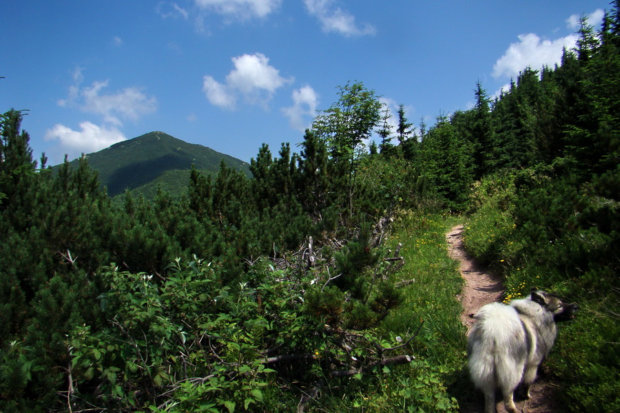 Sivý vrch z Jalovca (Západné Tatry)