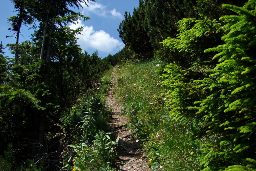 Sivý vrch z Jalovca (Západné Tatry)