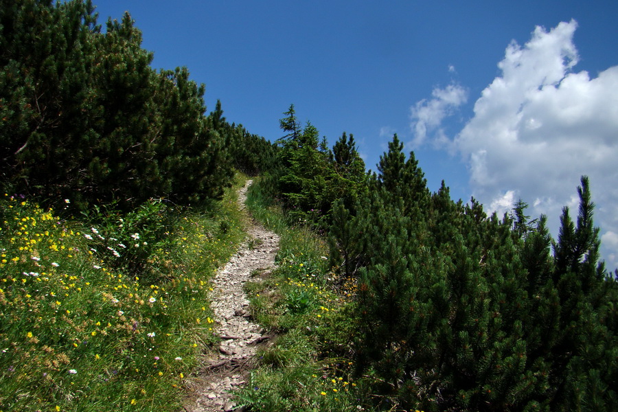 Sivý vrch z Jalovca (Západné Tatry)