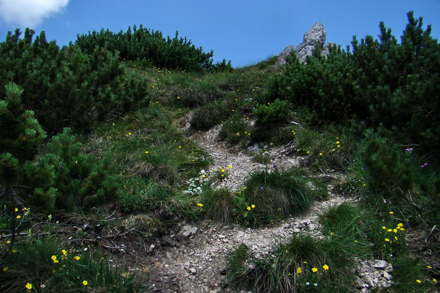 Sivý vrch z Jalovca (Západné Tatry)