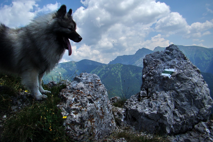 Sivý vrch z Jalovca (Západné Tatry)