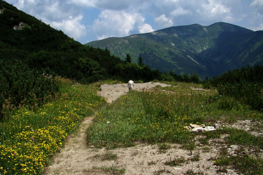 Sivý vrch z Jalovca (Západné Tatry)