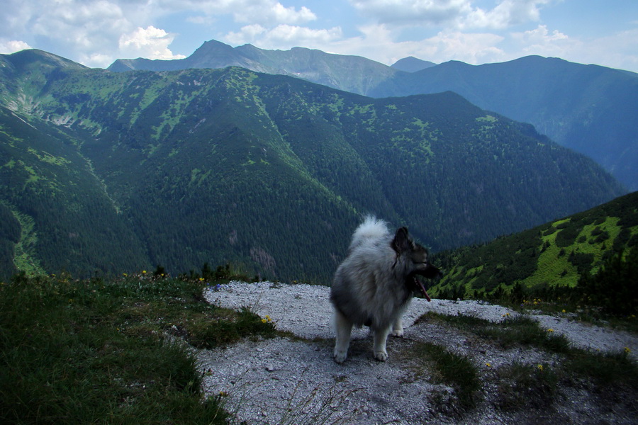 Sivý vrch z Jalovca (Západné Tatry)