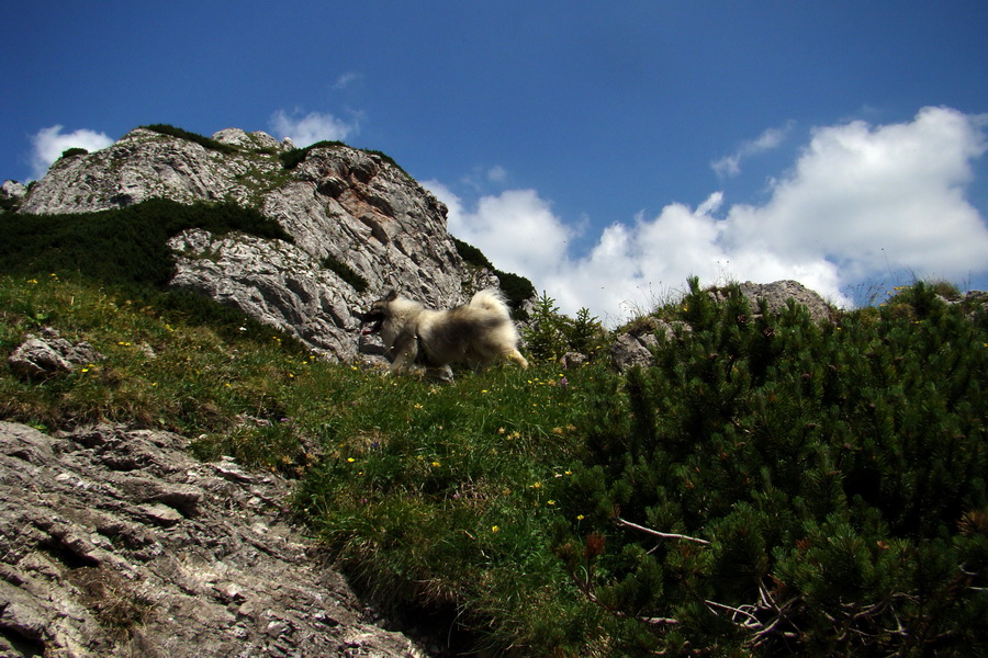 Sivý vrch z Jalovca (Západné Tatry)