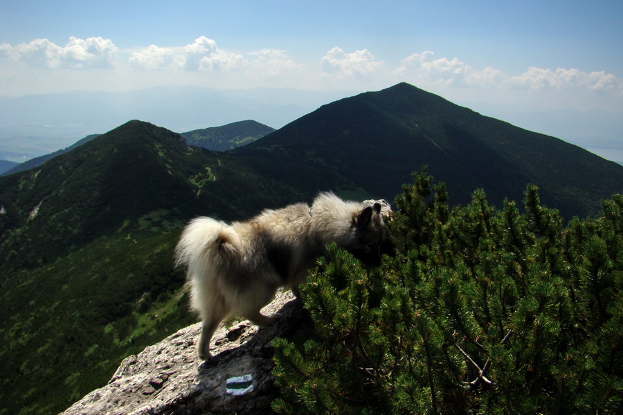 Sivý vrch z Jalovca (Západné Tatry)