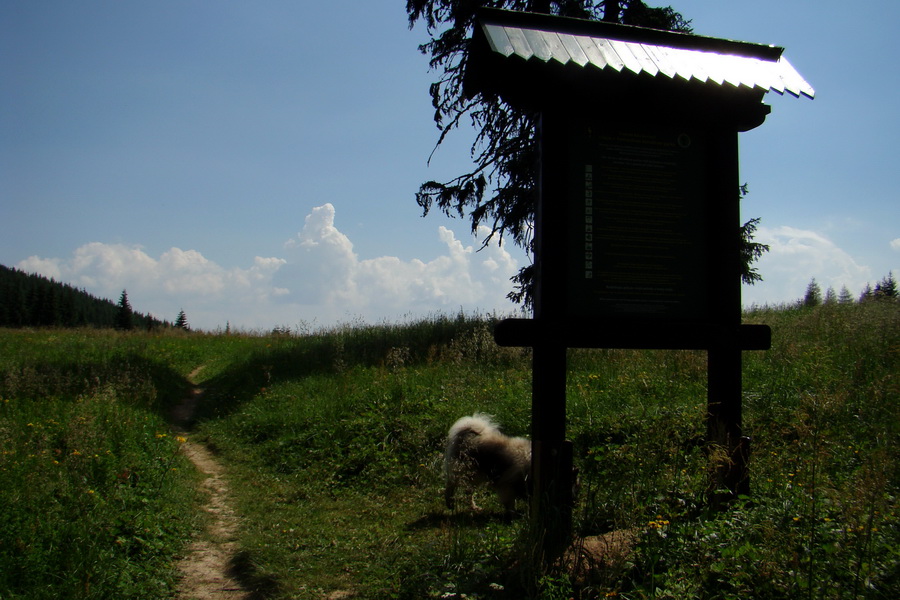 Sivý vrch z Jalovca (Západné Tatry)