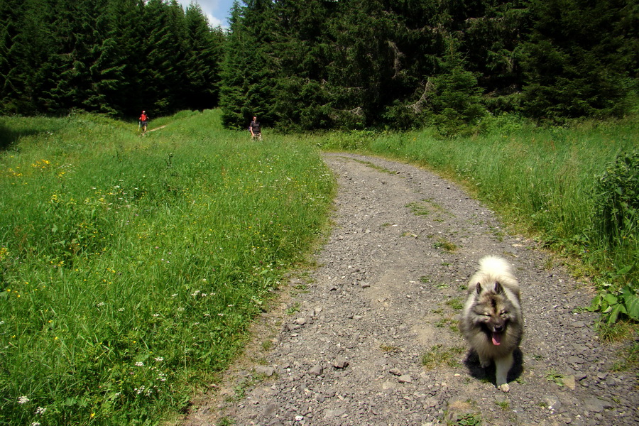 Sivý vrch z Jalovca (Západné Tatry)