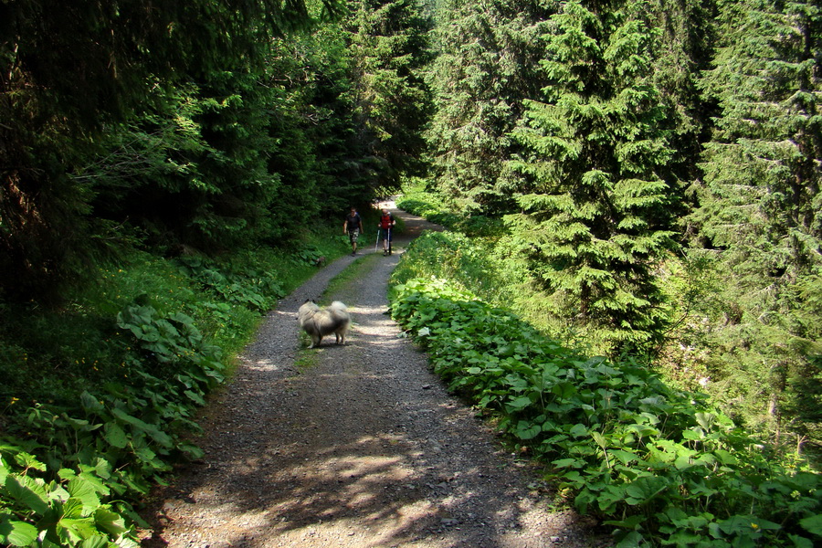 Sivý vrch z Jalovca (Západné Tatry)