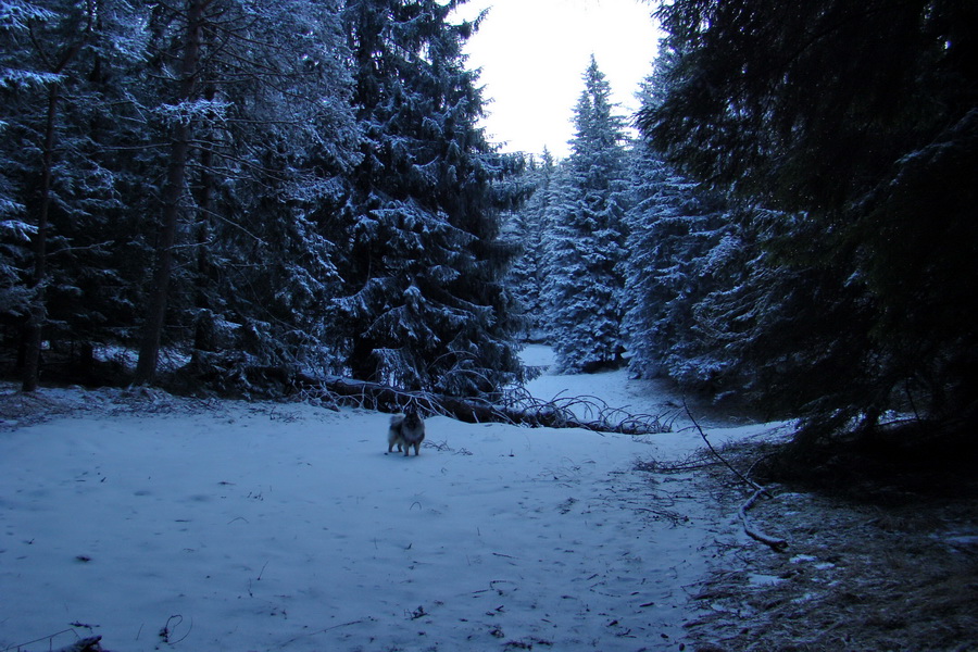 Takmer Krakova hoľa (Nízke Tatry)