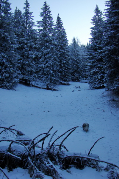 Takmer Krakova hoľa (Nízke Tatry)