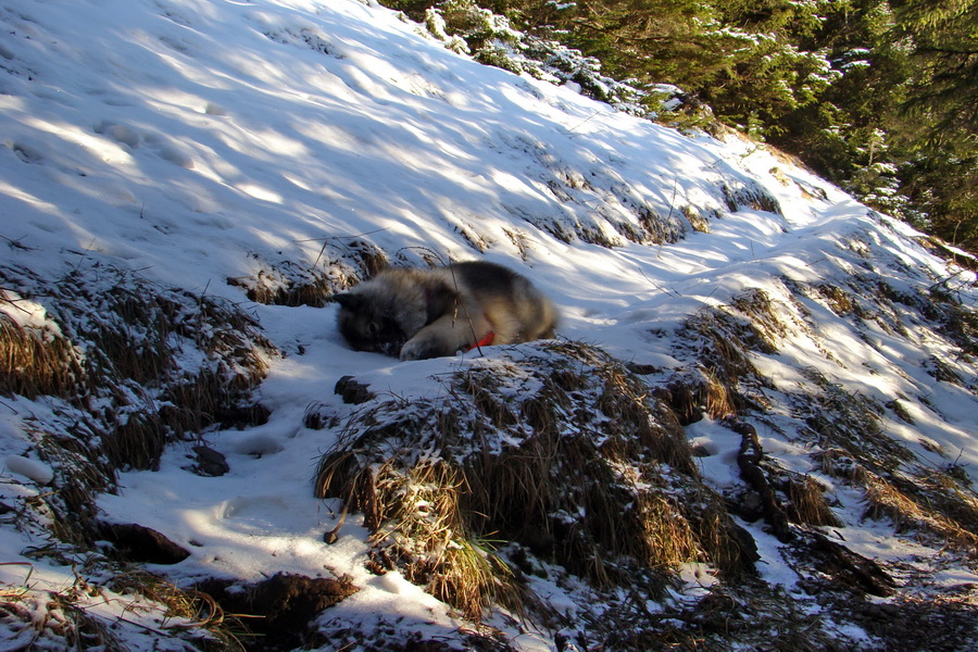 Takmer Krakova hoľa (Nízke Tatry)