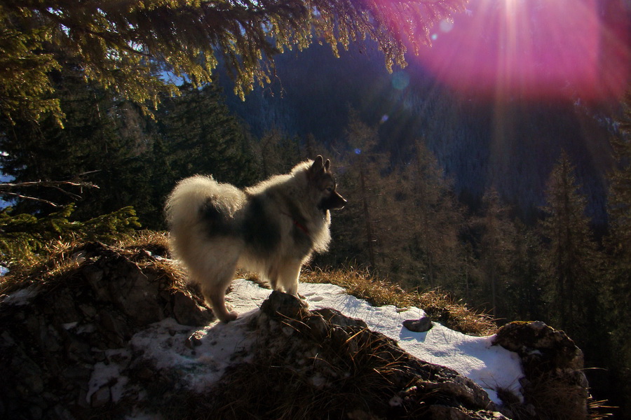 Takmer Krakova hoľa (Nízke Tatry)