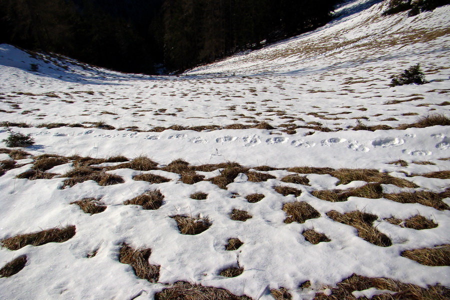 Takmer Krakova hoľa (Nízke Tatry)