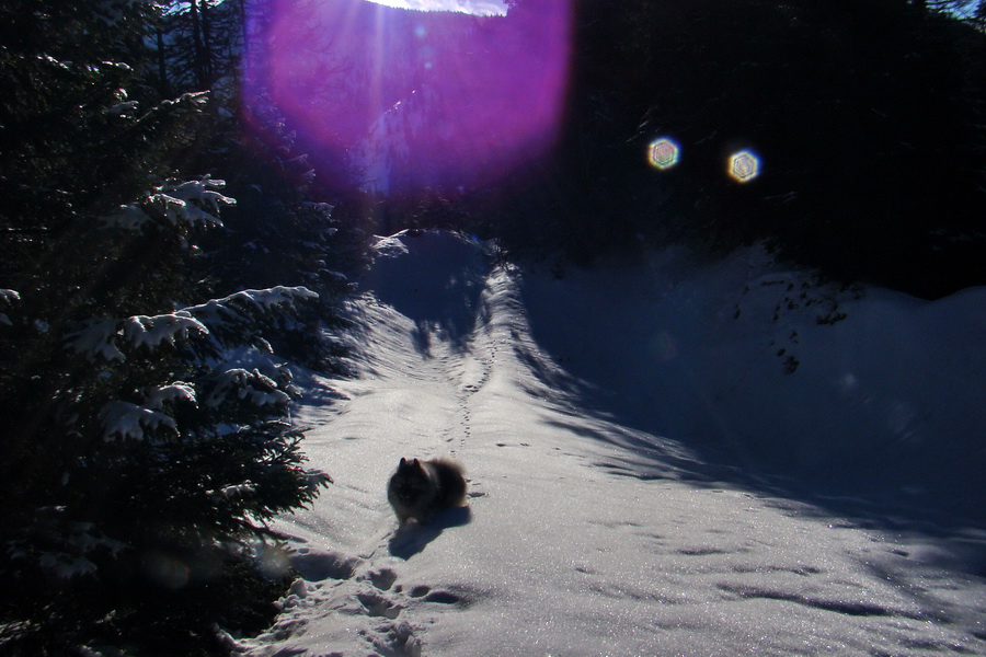 Takmer Krakova hoľa (Nízke Tatry)