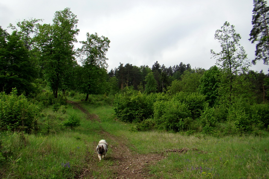 Vysoký vrch (Volovské vrchy)