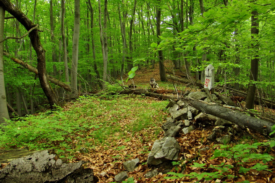 Vysoký vrch (Volovské vrchy)