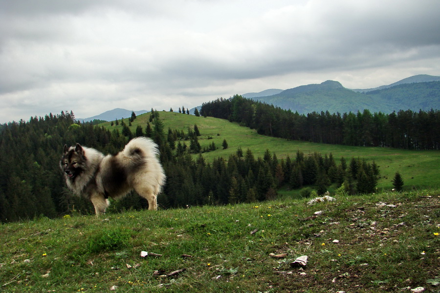 Vysoký vrch (Volovské vrchy)