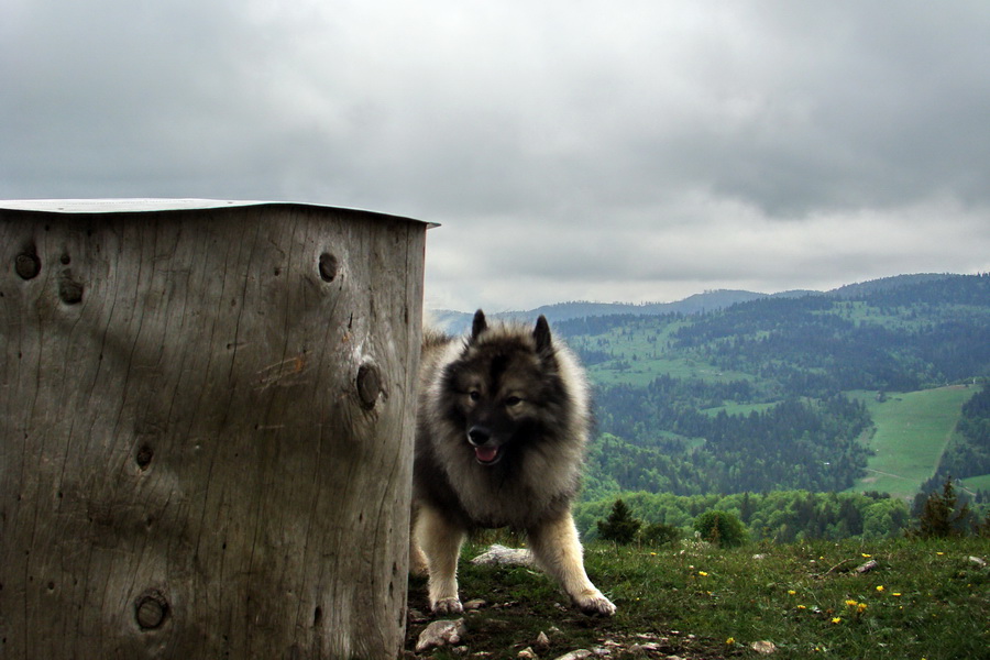 Vysoký vrch (Volovské vrchy)