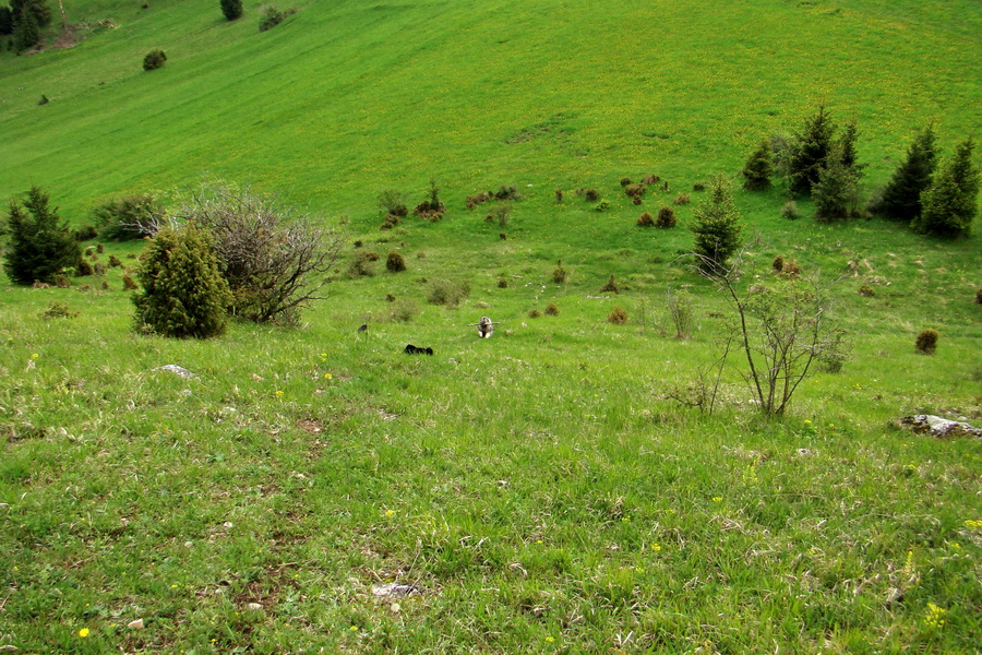 Vysoký vrch (Volovské vrchy)