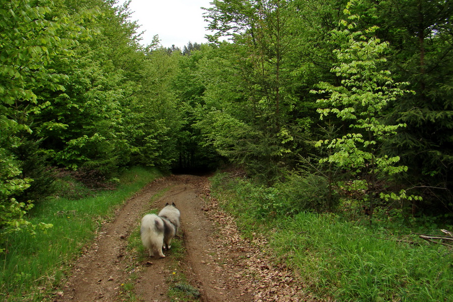 Vysoký vrch (Volovské vrchy)