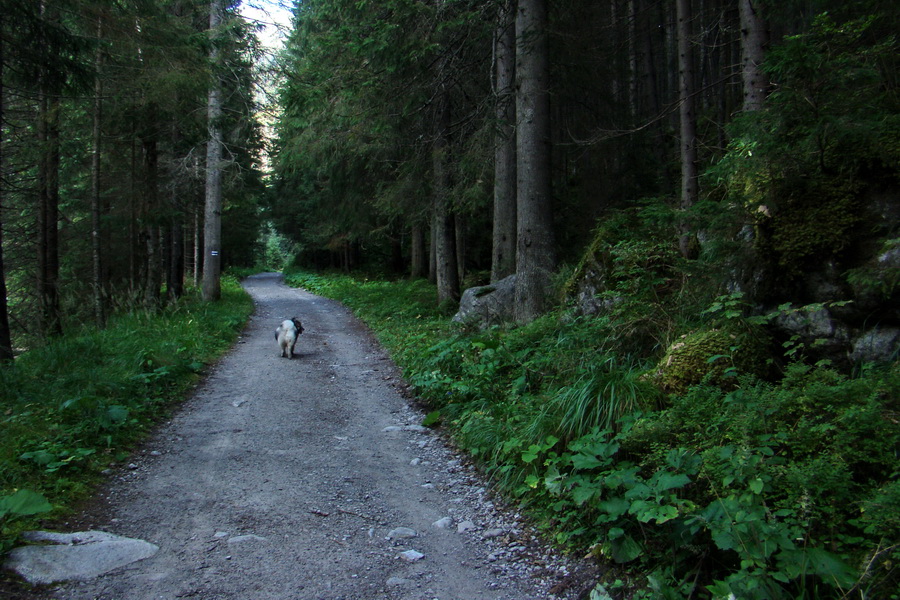 Bielovodskou dolinou na Východnú Vysokú (Vysoké Tatry)