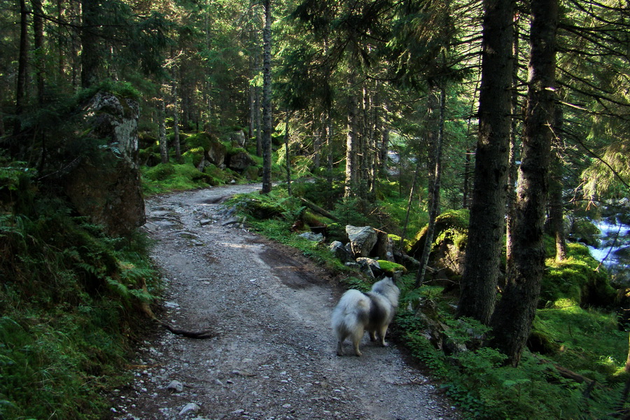 Bielovodskou dolinou na Východnú Vysokú (Vysoké Tatry)