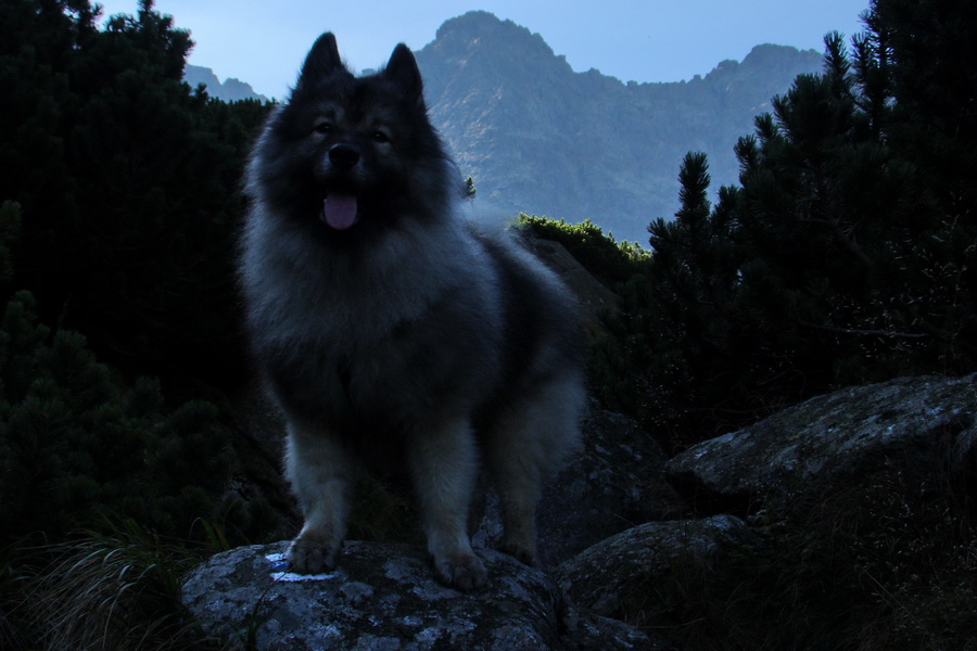 Bielovodskou dolinou na Východnú Vysokú (Vysoké Tatry)