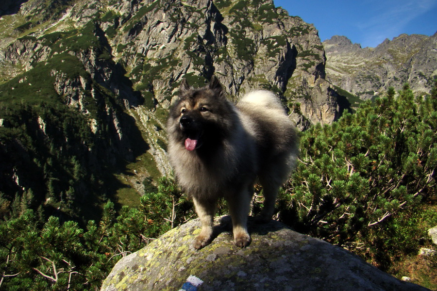 Bielovodskou dolinou na Východnú Vysokú (Vysoké Tatry)