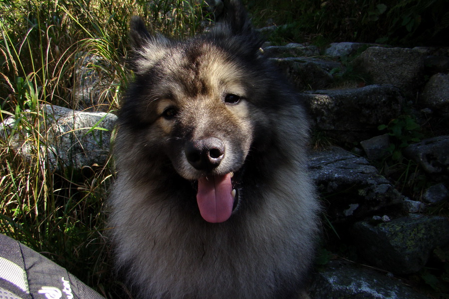 Bielovodskou dolinou na Východnú Vysokú (Vysoké Tatry)