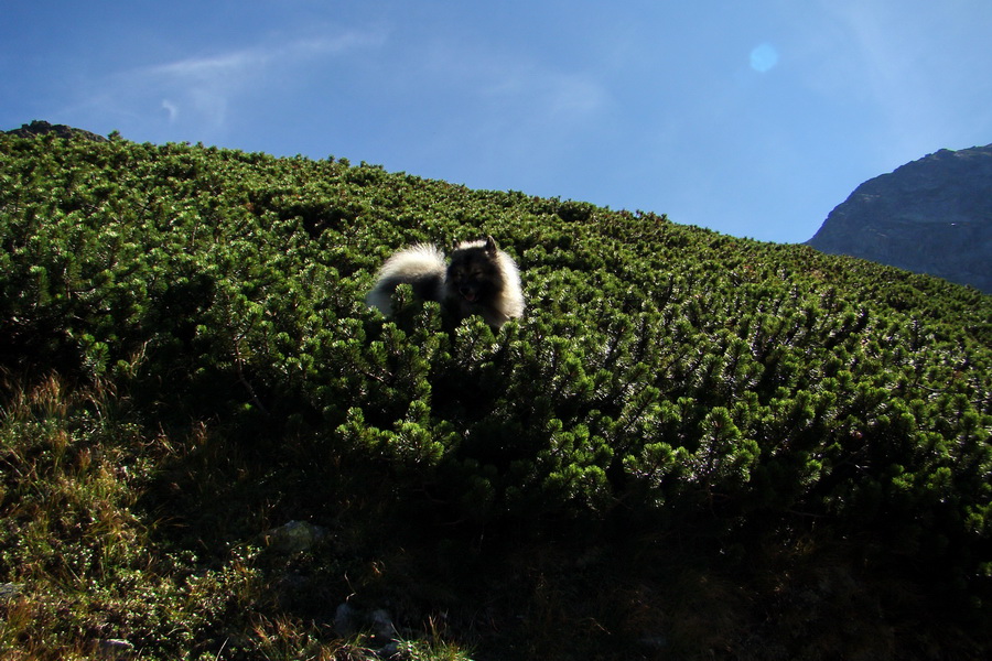 Bielovodskou dolinou na Východnú Vysokú (Vysoké Tatry)