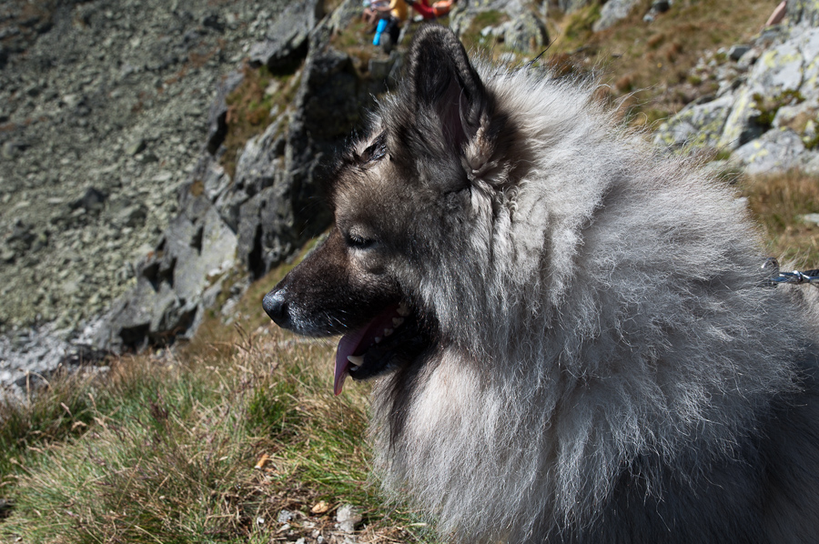 Bielovodskou dolinou na Východnú Vysokú (Vysoké Tatry)