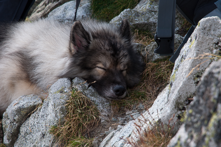 Bielovodskou dolinou na Východnú Vysokú (Vysoké Tatry)