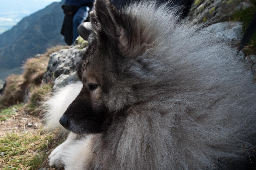 Bielovodskou dolinou na Východnú Vysokú (Vysoké Tatry)