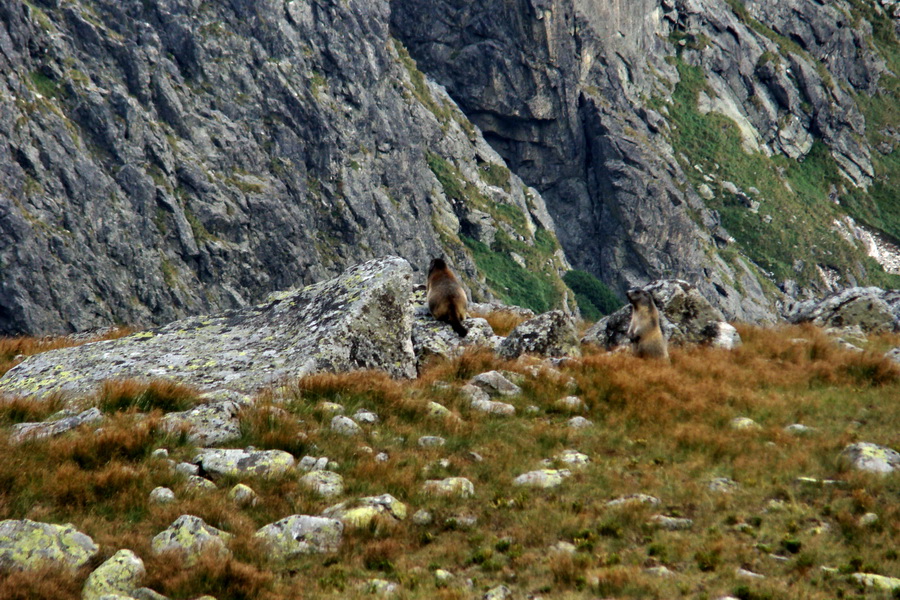 Bielovodskou dolinou na Východnú Vysokú (Vysoké Tatry)