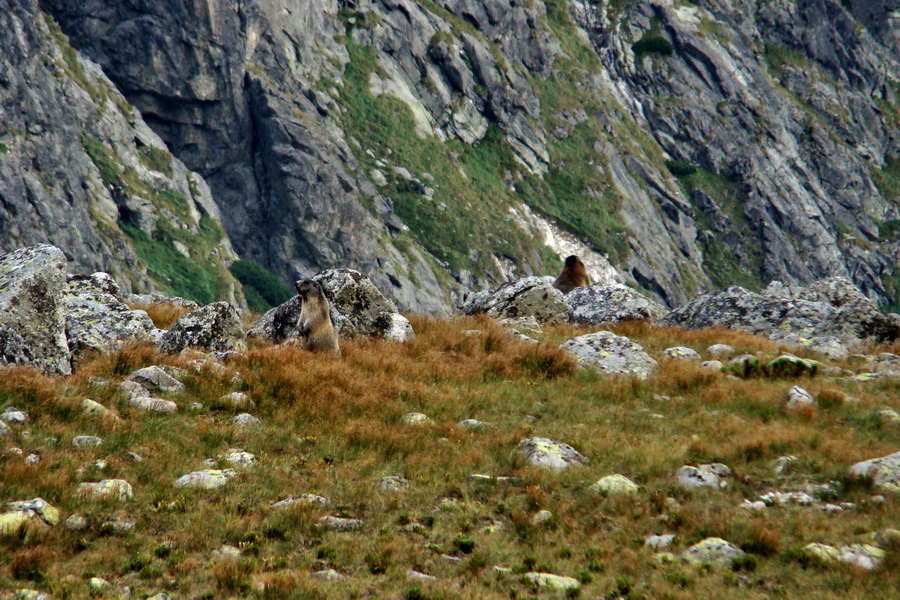 Bielovodskou dolinou na Východnú Vysokú (Vysoké Tatry)