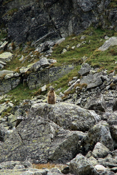 Bielovodskou dolinou na Východnú Vysokú (Vysoké Tatry)