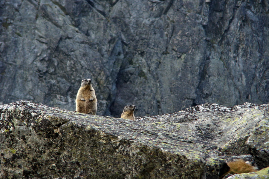 svišť vrchovský tatranský (Marmota marmota latirostris)