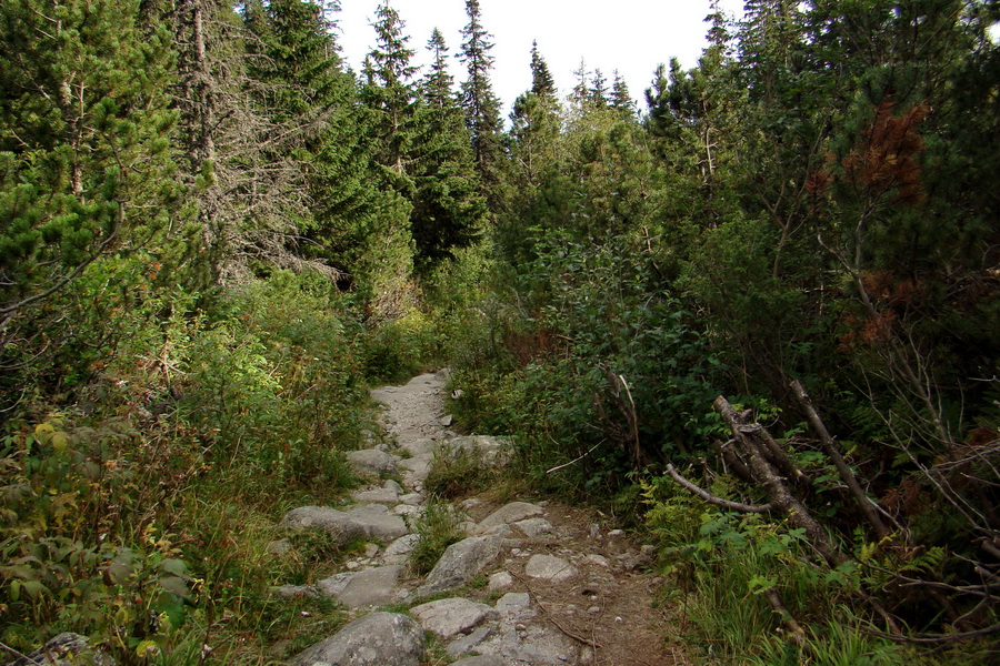 Bielovodskou dolinou na Východnú Vysokú (Vysoké Tatry)