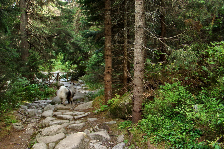 Bielovodskou dolinou na Východnú Vysokú (Vysoké Tatry)