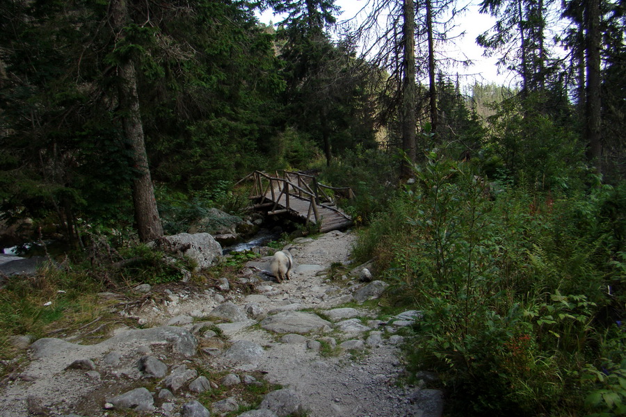 Bielovodskou dolinou na Východnú Vysokú (Vysoké Tatry)