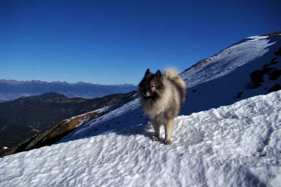 osviežujúci sneh, v pozadí Západné Tatry, Poludnica a Pusté