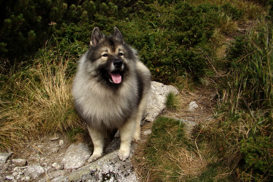 Ďumbier z Lúčok (Nízke Tatry)