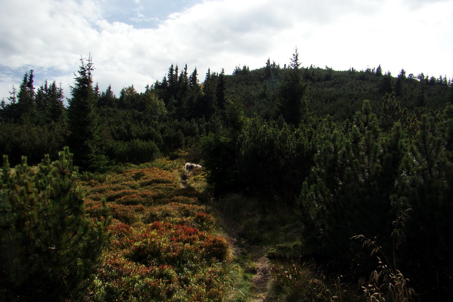 Ďumbier z Lúčok (Nízke Tatry)