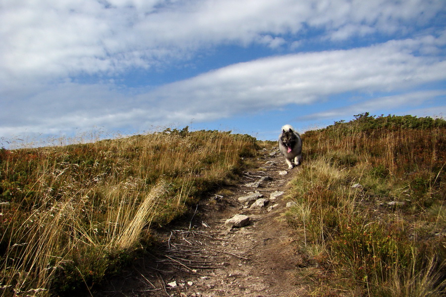 Ďumbier z Lúčok (Nízke Tatry)