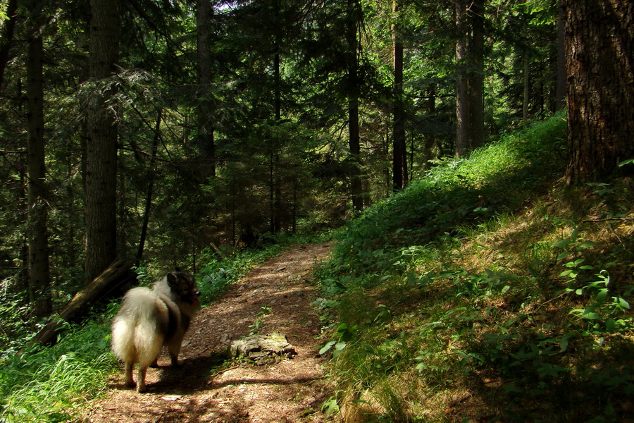 Geravy Tomášovskou Belou (Slovenský raj)